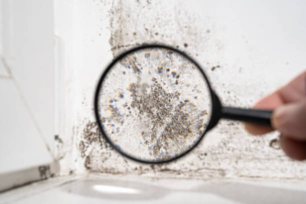 Best Environmental Consulting for Mold Prevention  in Middletown, VA